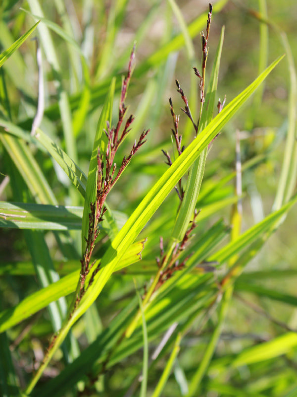 Maleza: Cortadera tresfilos