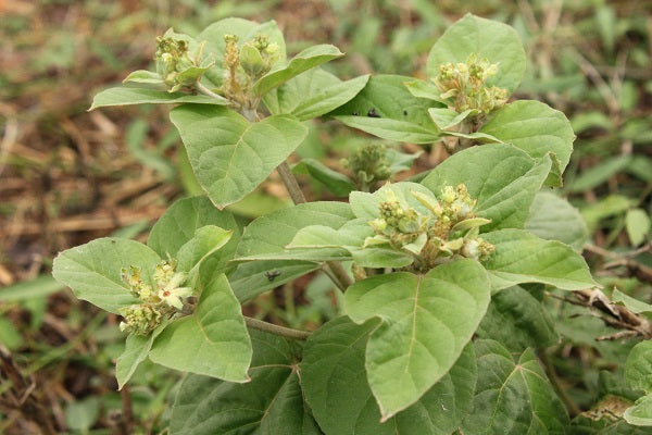 Maleza: Cotorrera
