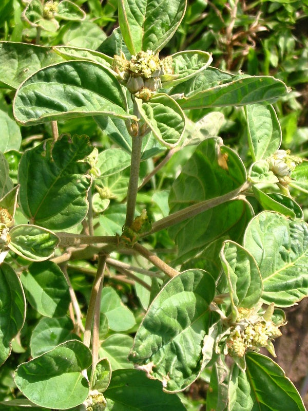 Maleza: Cotorrera