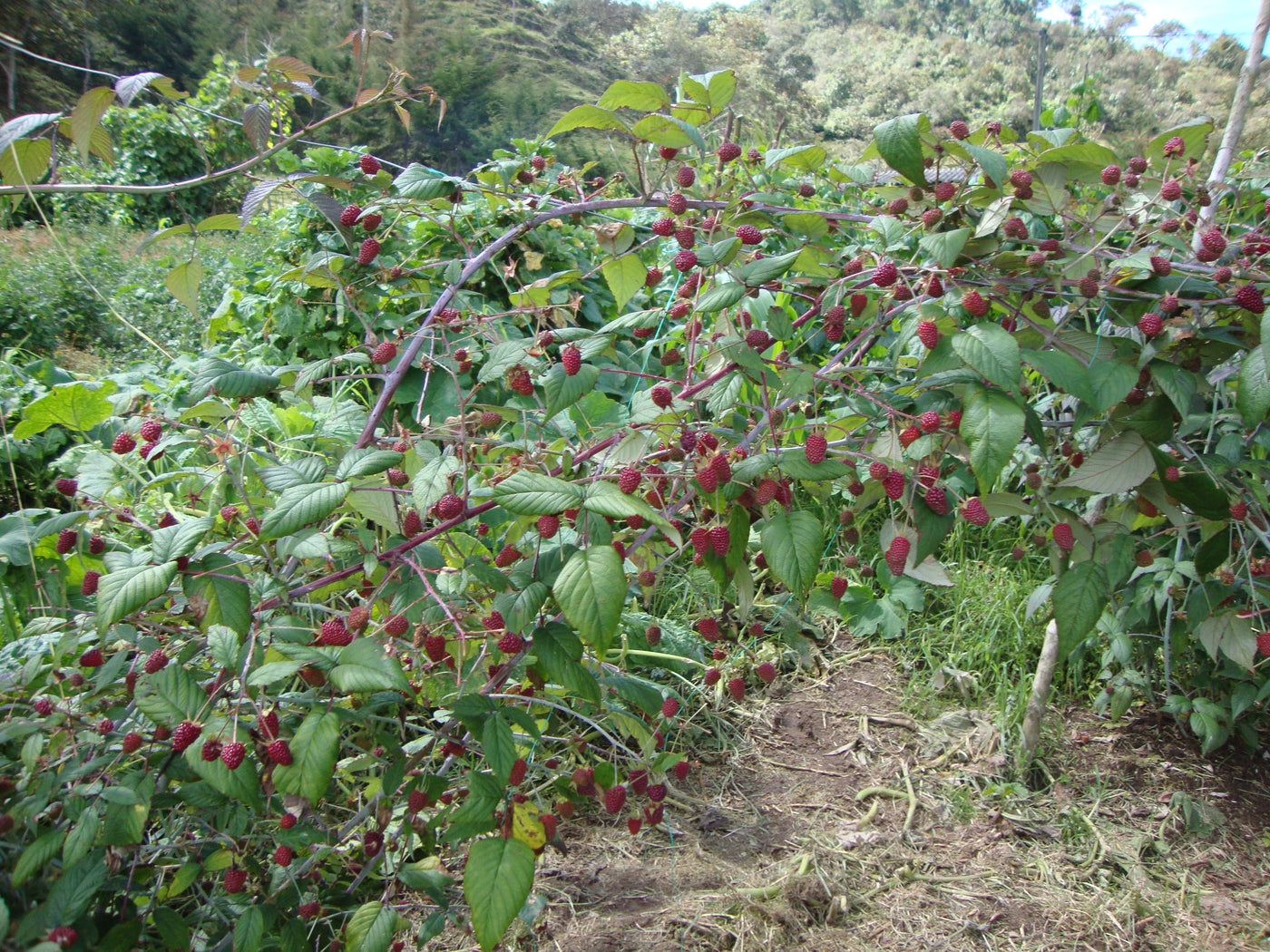 Cultivos: Mora