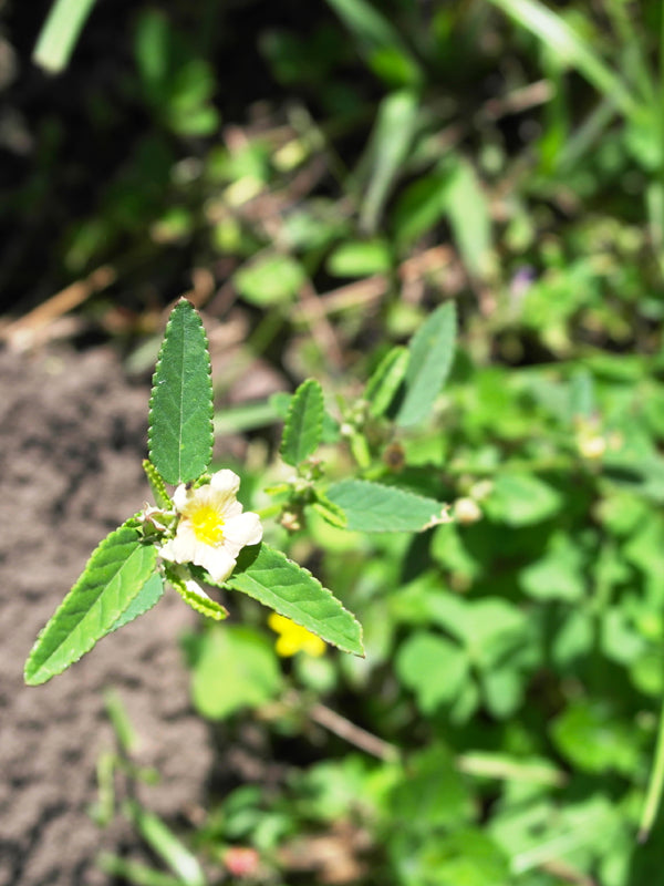 Maleza: Escoba blanca