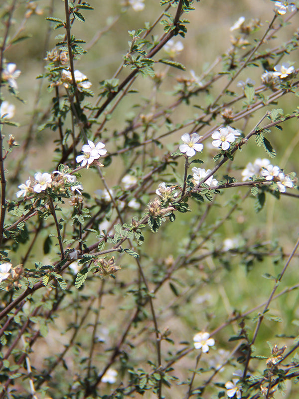 Maleza: Flor blanca