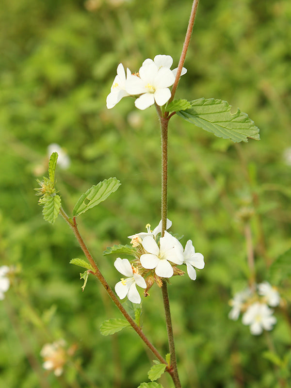 Maleza: Flor blanca
