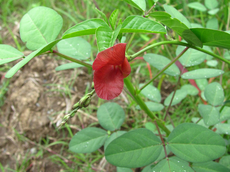 Maleza: Frijolillo de monte