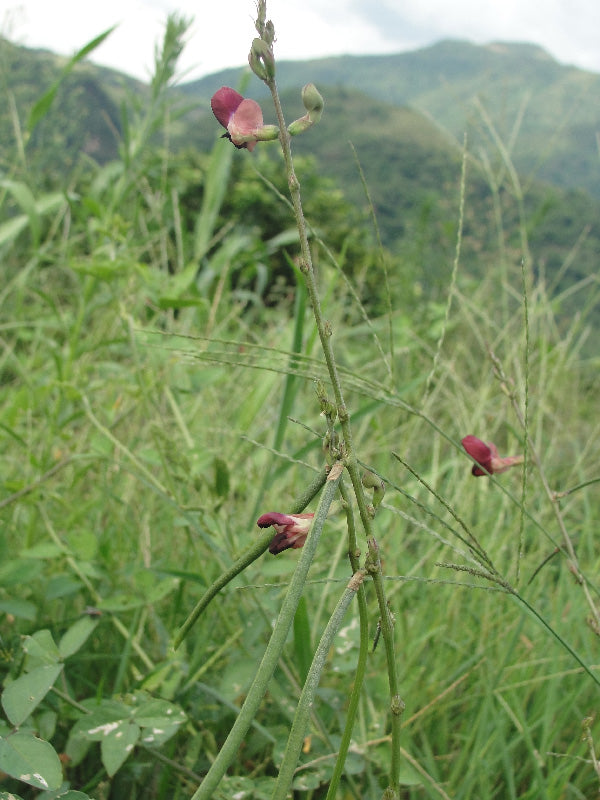 Maleza: Frijolillo de monte