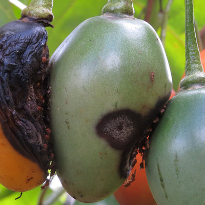 Enfermedad:  Antracnosis del fruto