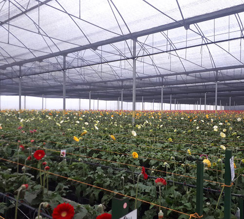 Cultivos: Gerberas