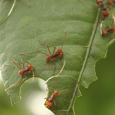 Hormiga arriera