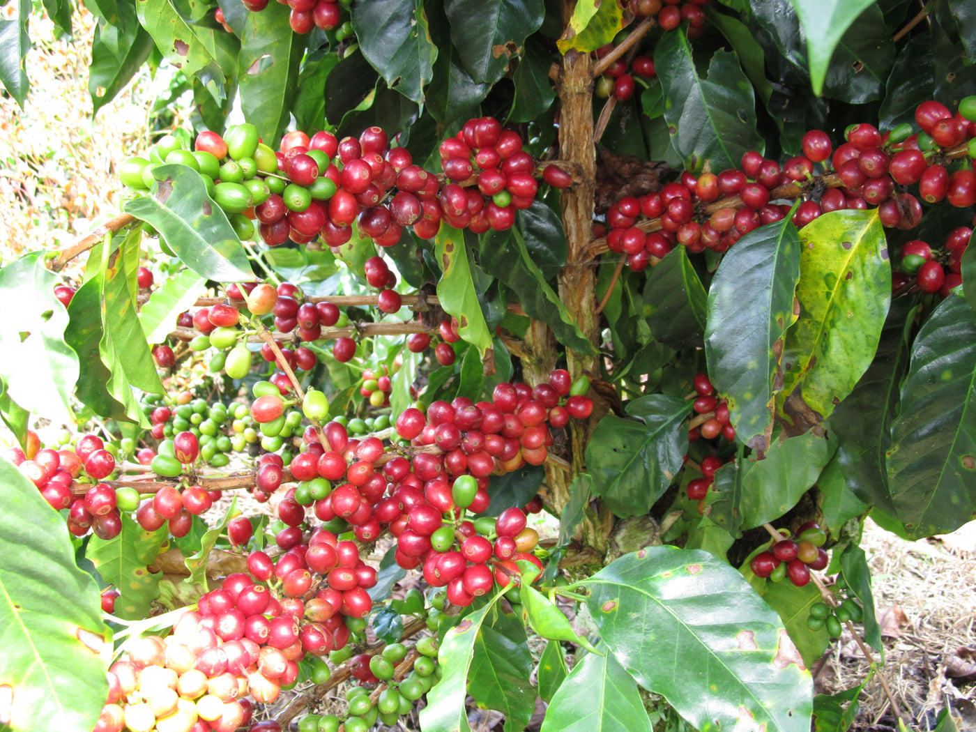 Cultivos: Café