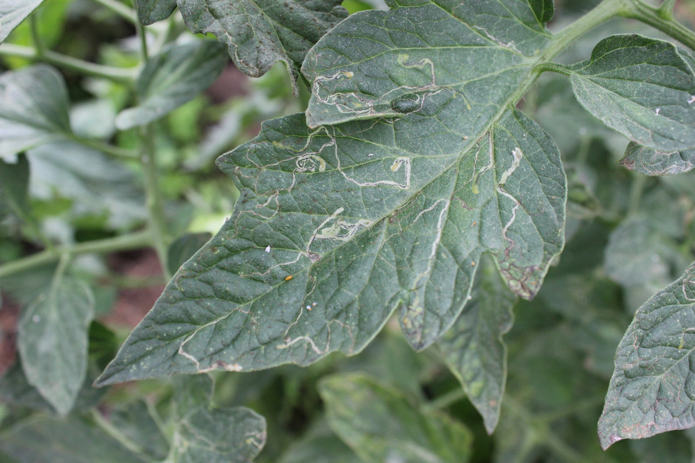 Plagas: Minador de la hoja