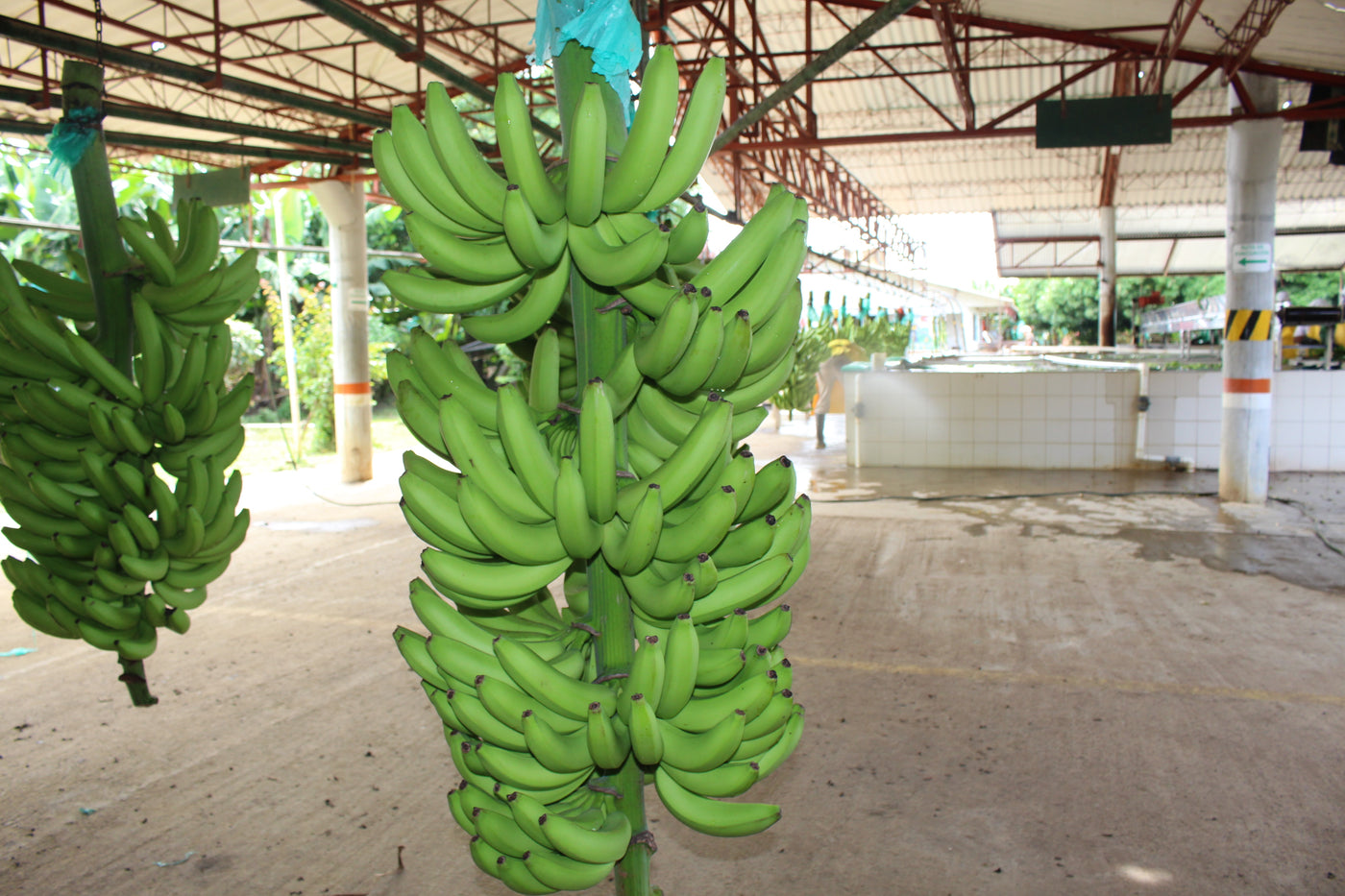 Cultivos: Banano