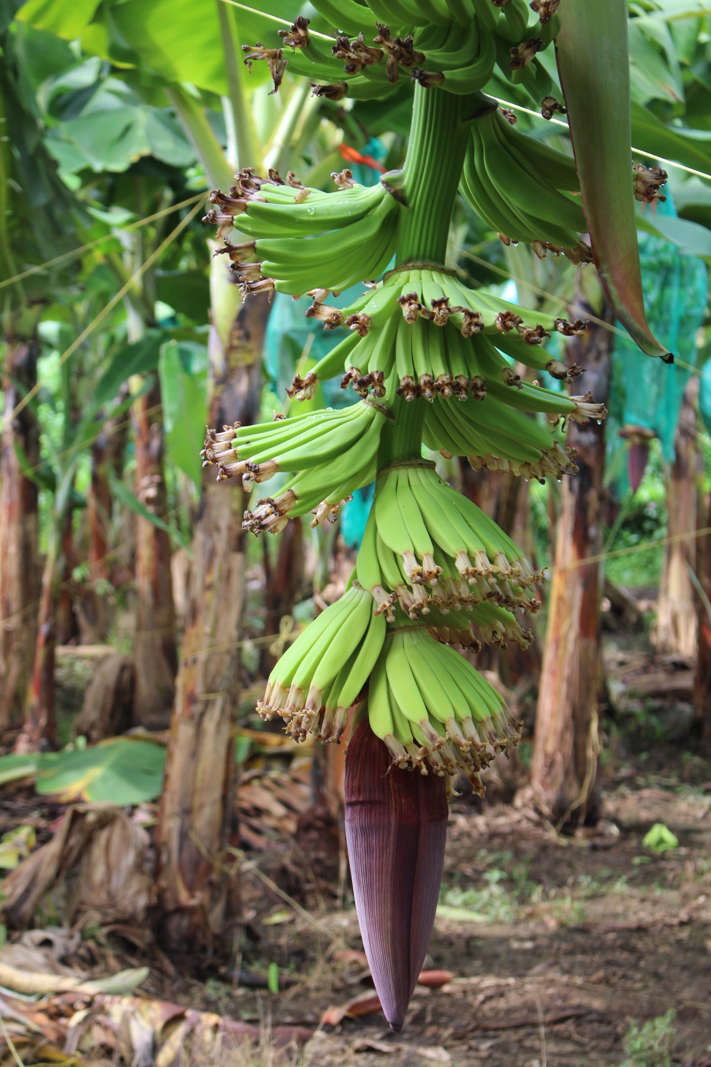 Cultivos: Banano
