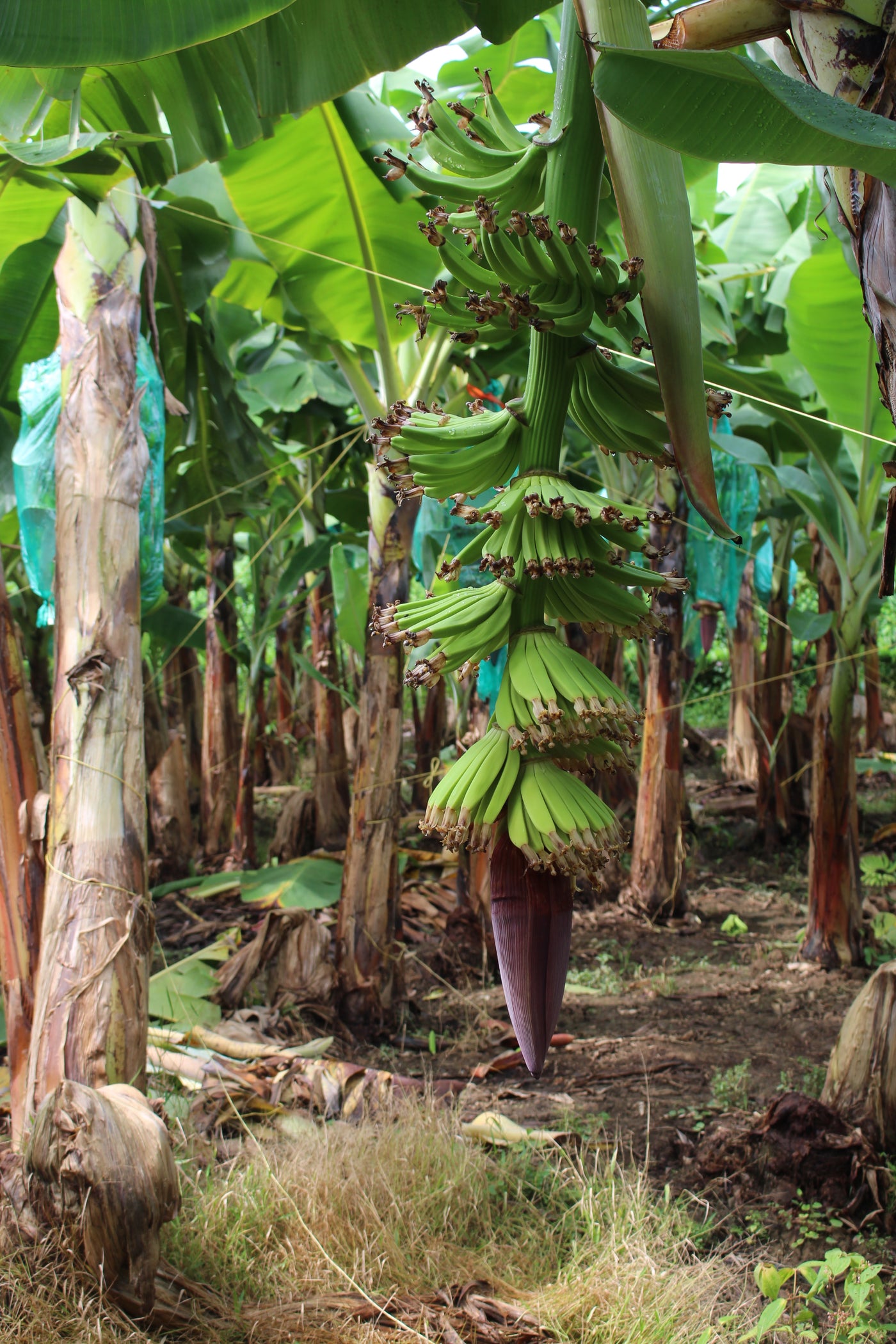 Cultivos: Banano