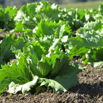 Lechuga