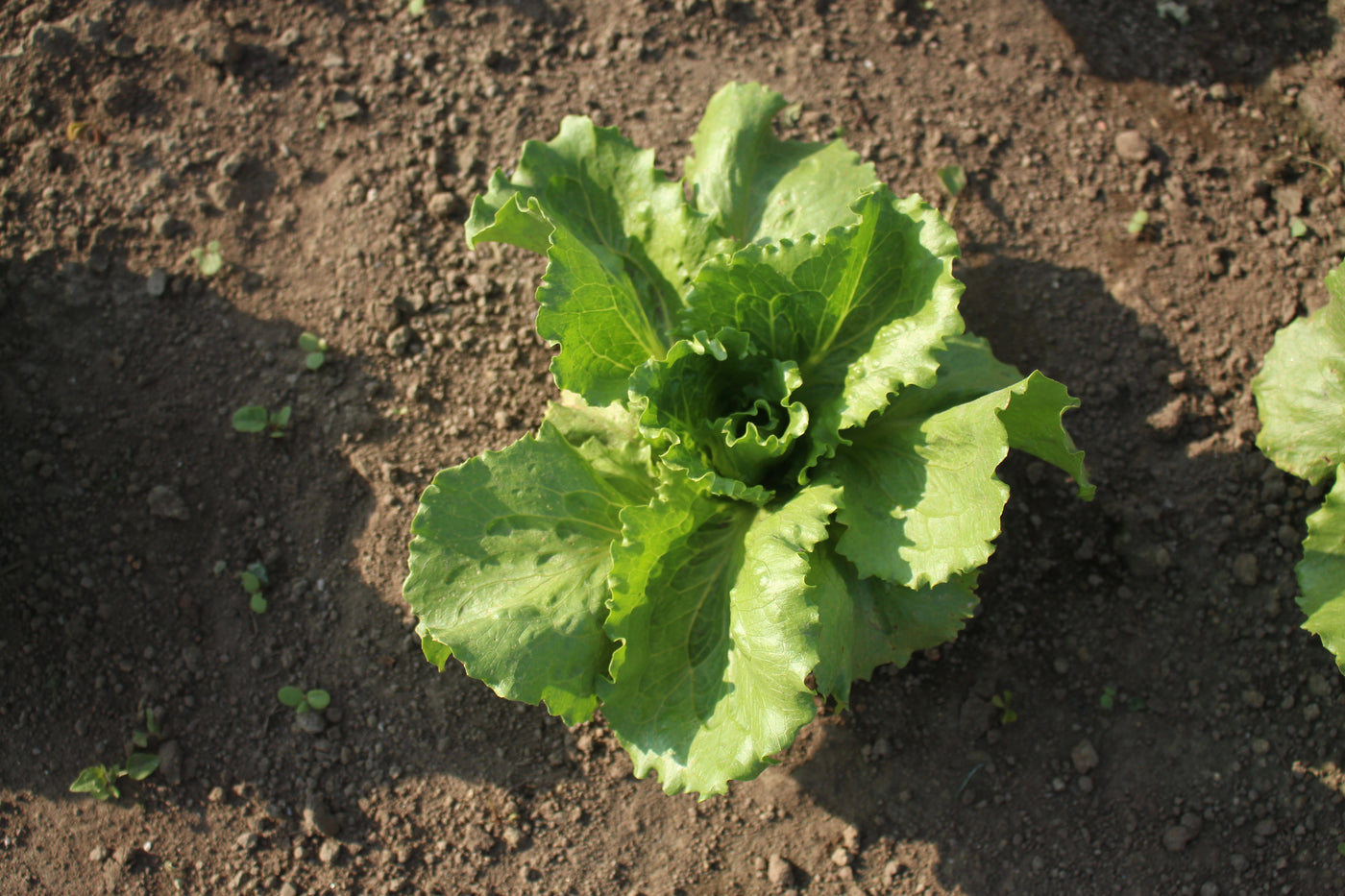 Cultivos: Lechuga