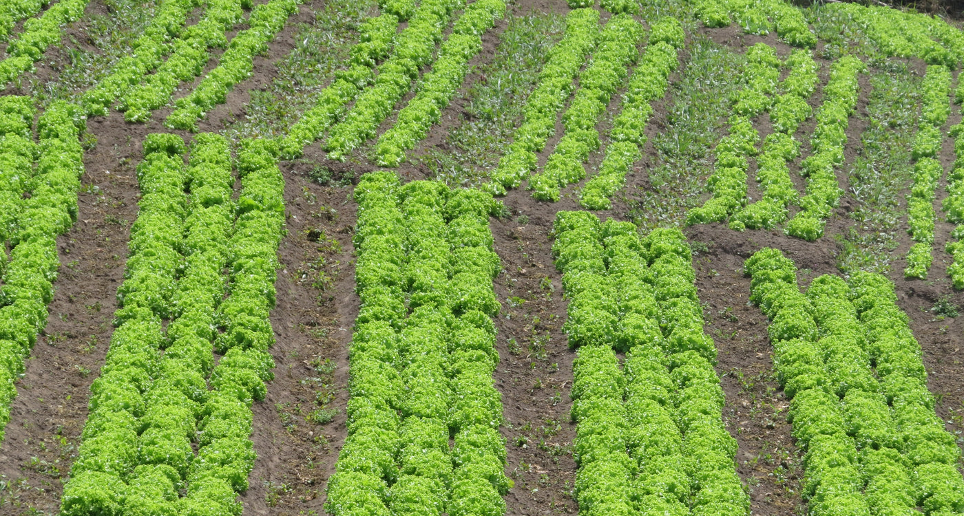 Cultivos: Lechuga