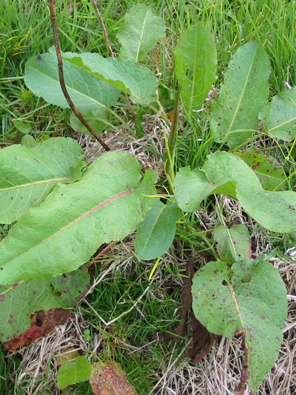Maleza: Lengua de vaca