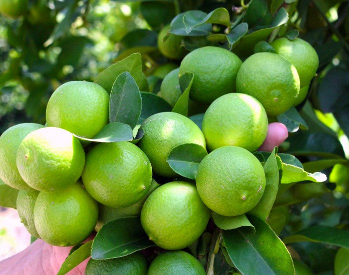 Cultivos: Limón