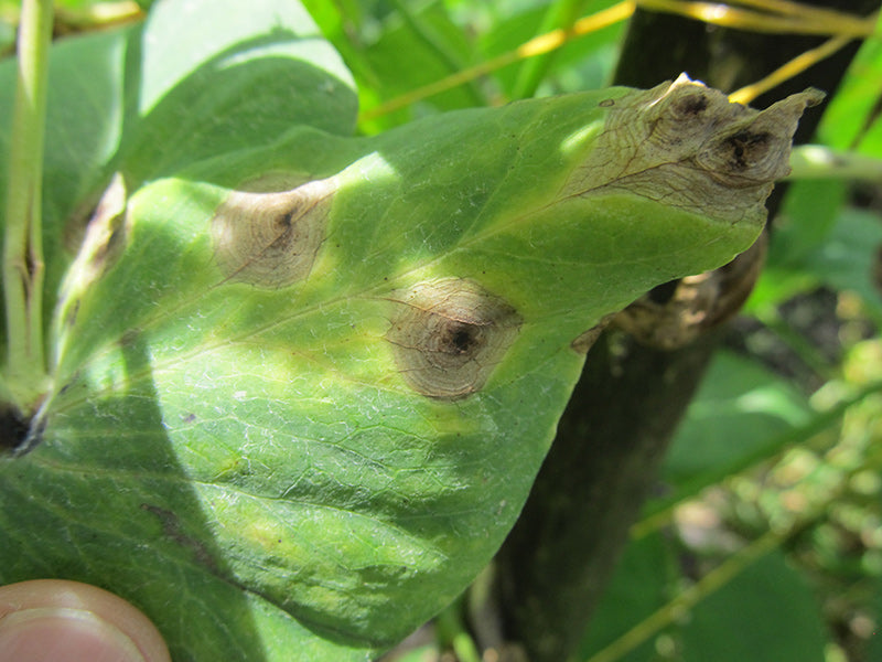 Efermedad: Mancha de Ascochyta