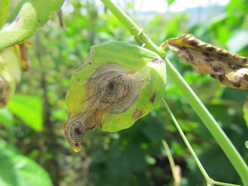 Efermedad: Mancha de Ascochyta