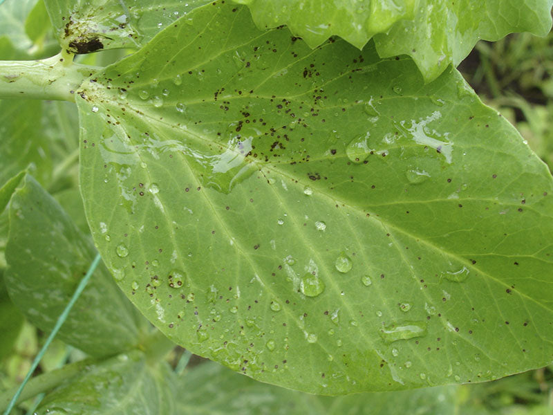 Enfermedad: Mancha foliar