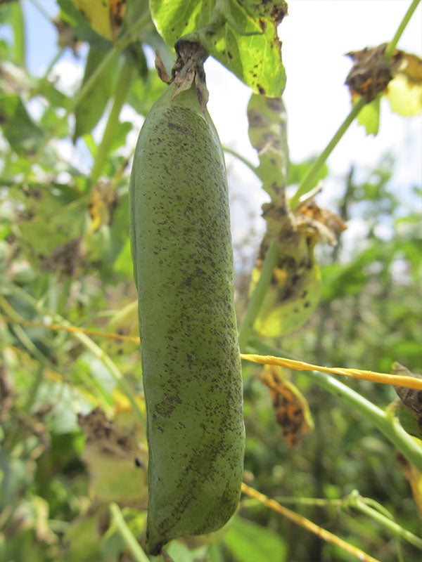 Enfermedad: Mancha foliar