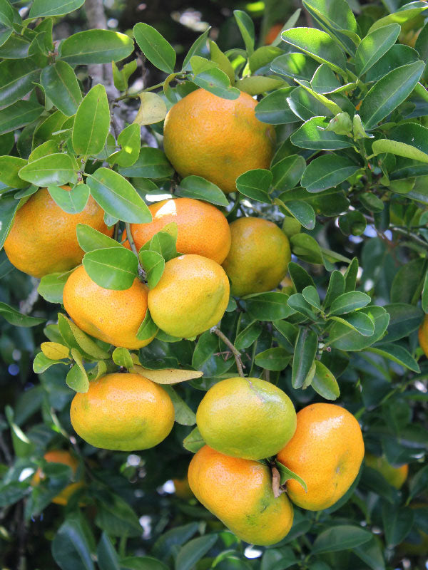 Cultivos: Mandarina