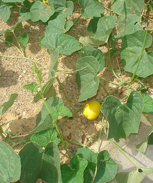 Maleza: Meloncillo