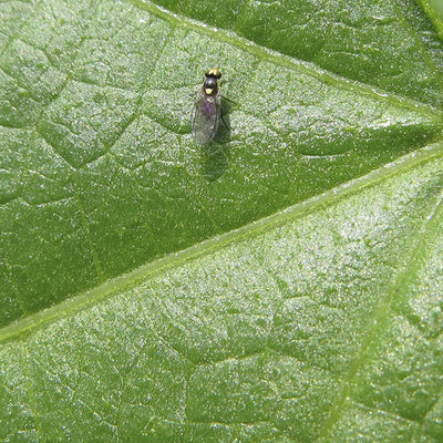 Minador