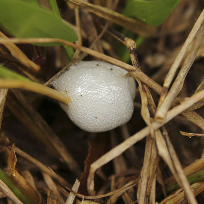 Mión de los pastos