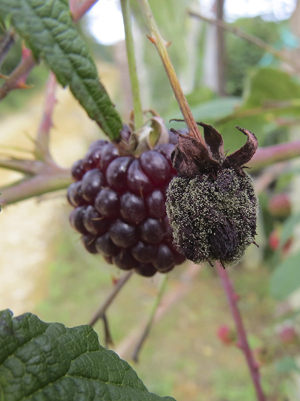 Enfermedad:  Botrytis en mora