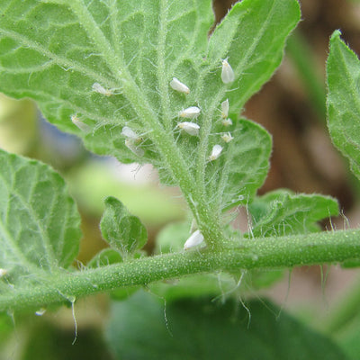 Mosca blanca