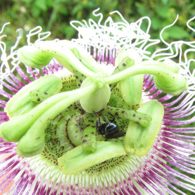 Mosca del botón floral