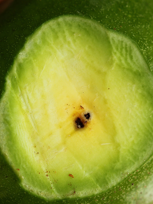 Plagas: Pasador del fruto del aguacate