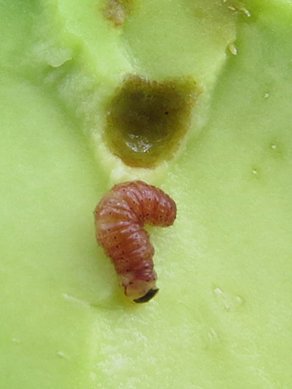 Plagas: Pasador del fruto del aguacate