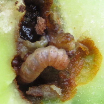 Pasador del fruto del aguacate