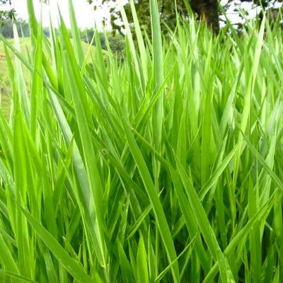 Pasto brachiaria