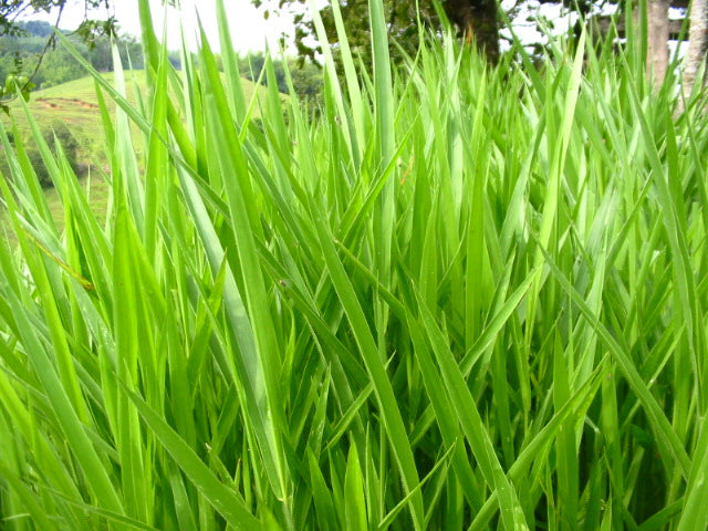 Cultivos: Pasto brachiaria