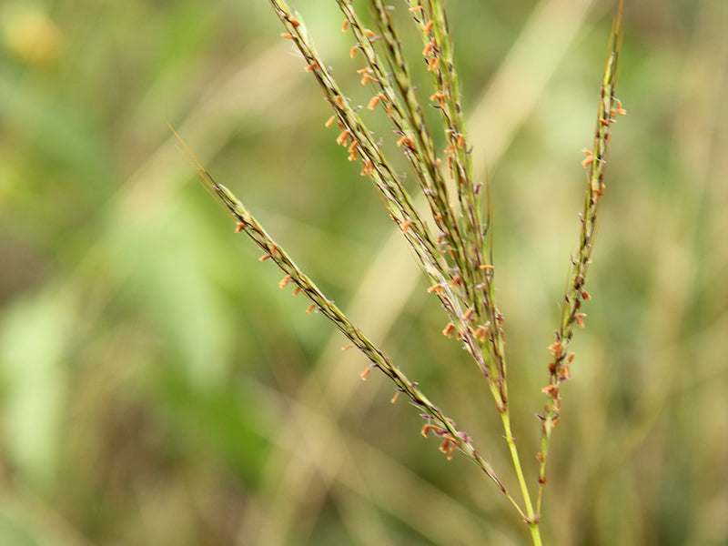 Cultivos: Pasto colosuana