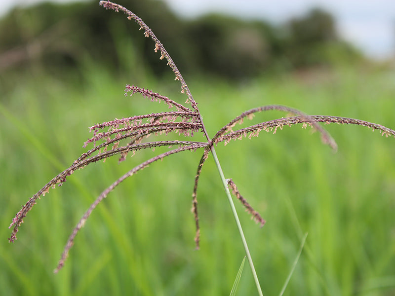 Cultivos: Pasto estrella africana
