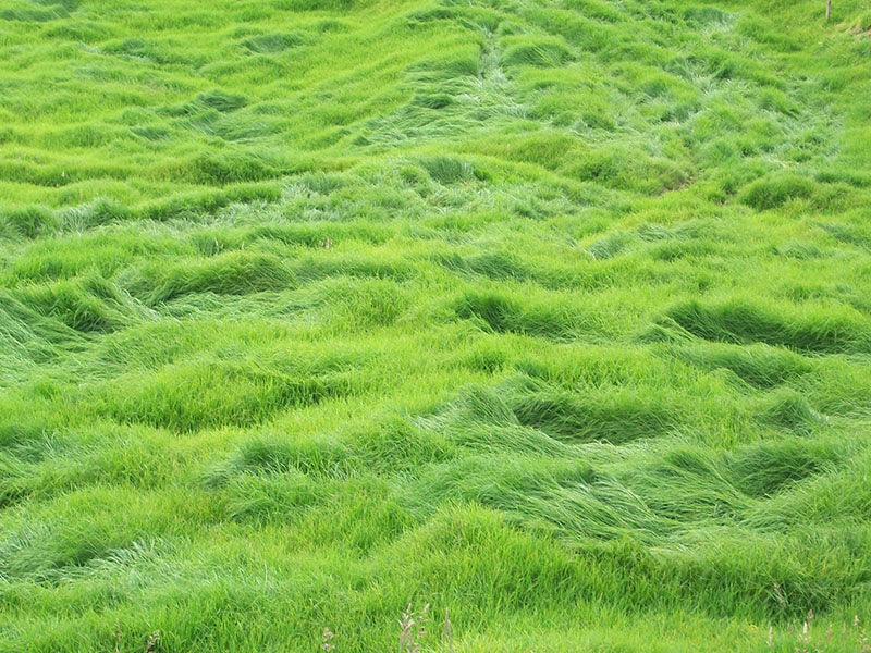 Cultivos: Pasto kikuyo