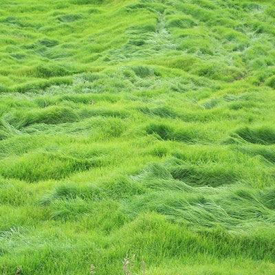 Pasto kikuyo