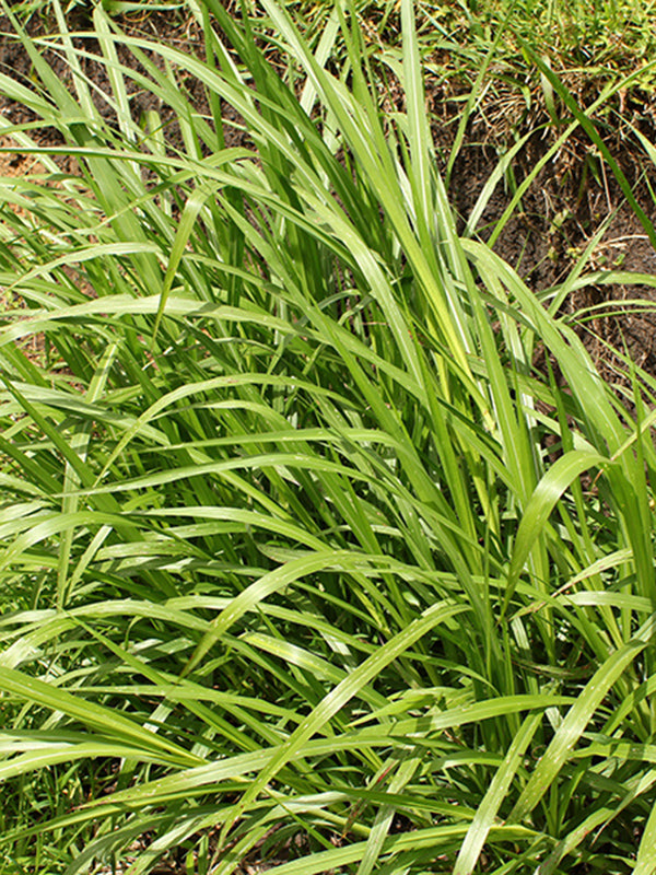 Cultivos: Pasto king grass