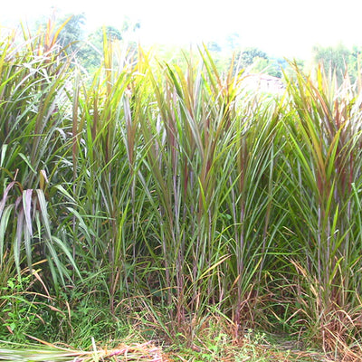 Pasto maralfalfa