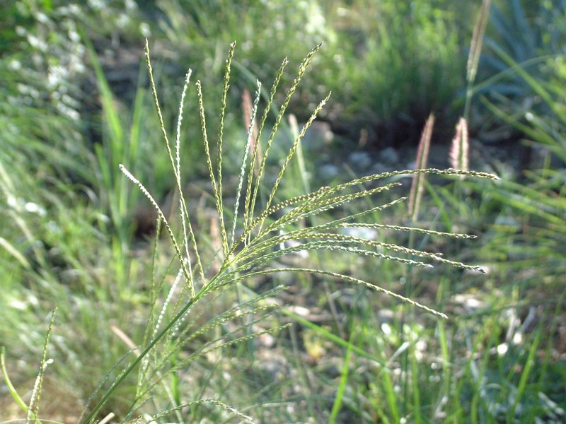 Cultivos: Pasto pangola