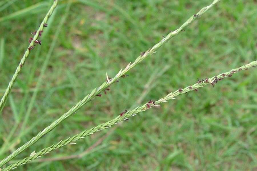 Cultivos: Pasto pangola