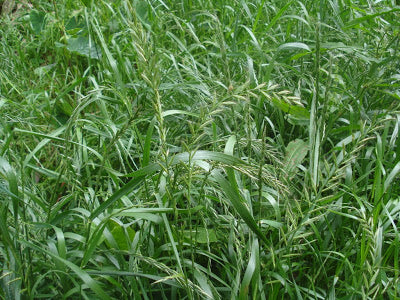 Pasto ray grass