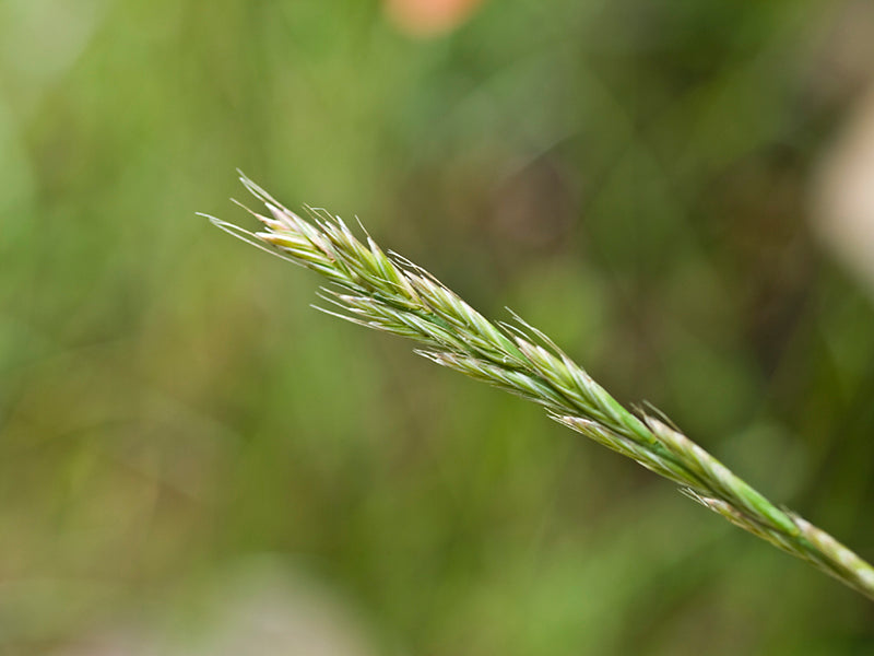 Cultivos: Pasto ray grass