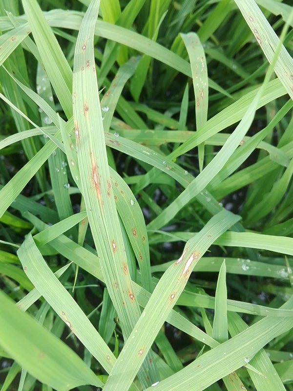 Enfermedad:  Piricularia del arroz
