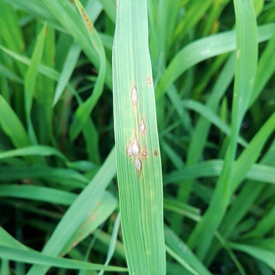 Enfermedad:  Piricularia del arroz